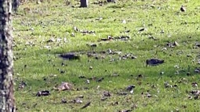 Saint-Laurent-des-Hommes (24) : des bécassines des marais dans un jardin