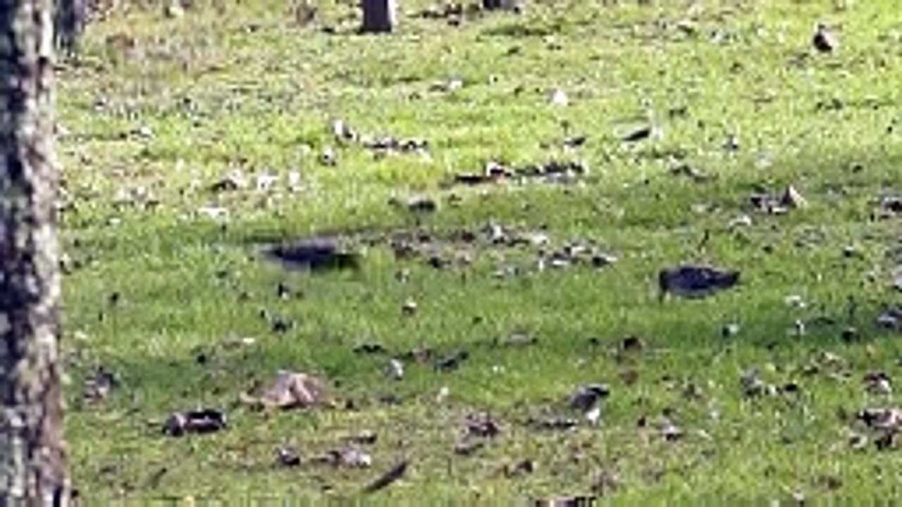 Saint-Laurent-des-Hommes (24) : des bécassines des marais dans un jardin