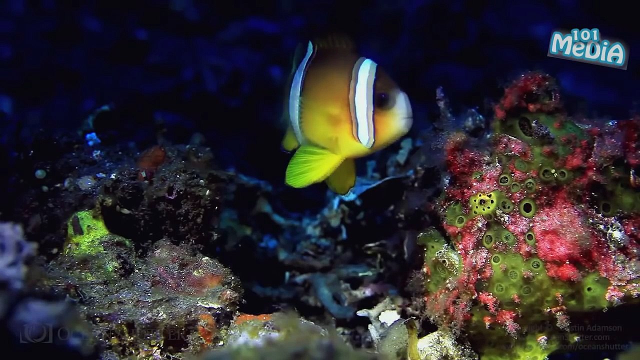 ЛУЧШИЕ ПРИКОЛЫ 2016 НОЯБРЬ|СМЕШНЫЕ ВИДЕО|FUNNY|TRY NOT TO LAUGH|КОТЫ  КОШКИ|ТОП ПОДБОРКА|