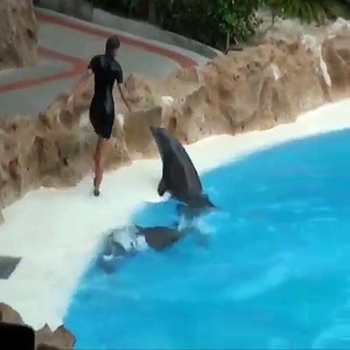 delfin, universal, show, studios,in Dolphin shows