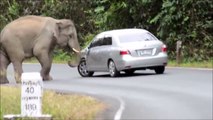Un Elefante, camminando per la Strada, decide di Distruggere una Macchina, chissà perché..