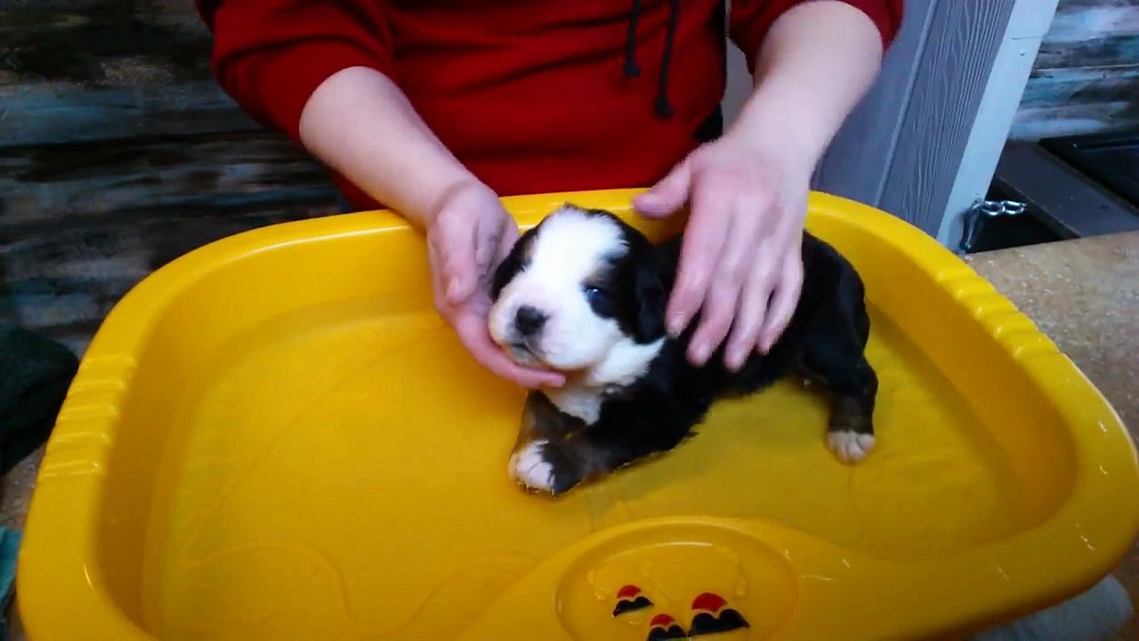 Un chiot adore prendre son premier bain !