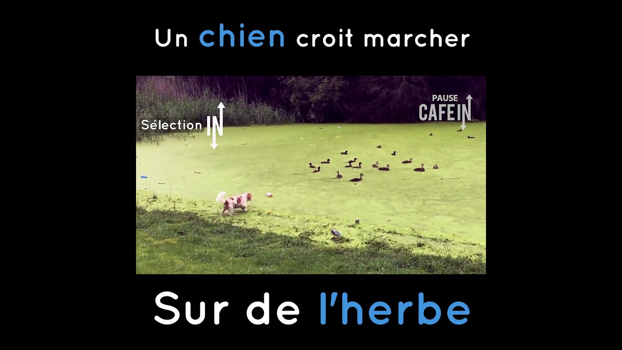 Un chien croit marcher sur de l'herbe