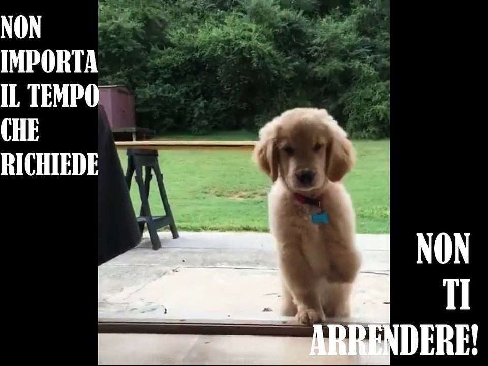 Il Cagnolino è Nato senza una Zampetta Anteriore e il Suo Umano lo incoraggia a Salire il Gradino