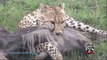 Most Amazing Wild Animal Attacks - Prey Animals vs Predator Fight Back   King Cobra, Elephant, Lion,