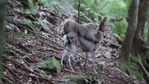 Acte sexuel entre un singe et une biche