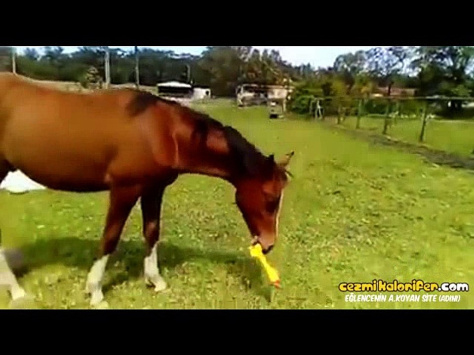 Plastik Tavuğu Uyuz Misafir Çocuğu Edasında Sallayan At