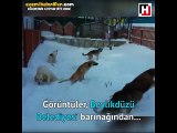 Hayvan Barınağındaki Engelli Köpeklerin, Karla Oynarken Yaşadıkları Mutluluk