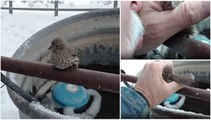 Este homem salvou um pássaro preso a um poste congelado com a sua própria respiração!
