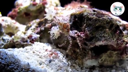 Очень смешные приколы про животных. Подборка