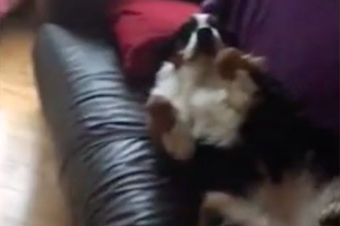 Un chien fait le mort après avoir fait des bêtises !