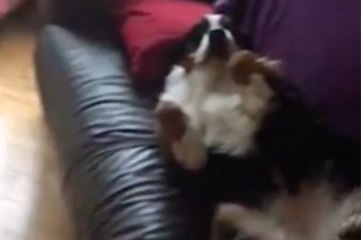 Un chien fait le mort après avoir fait des bêtises !