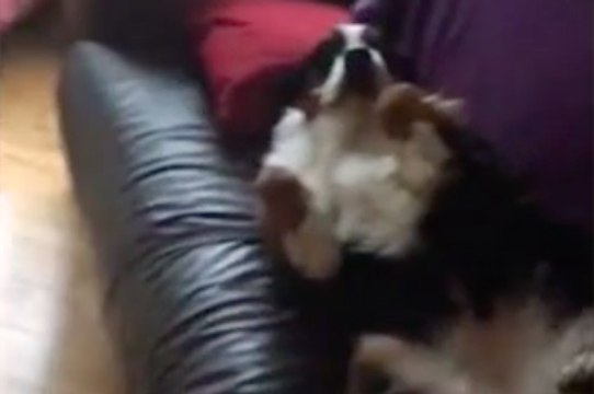 Un chien fait le mort après avoir fait des bêtises !