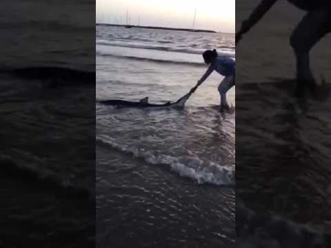 Locals Return Stranded Shark Back Into Ocean After Beach Closures