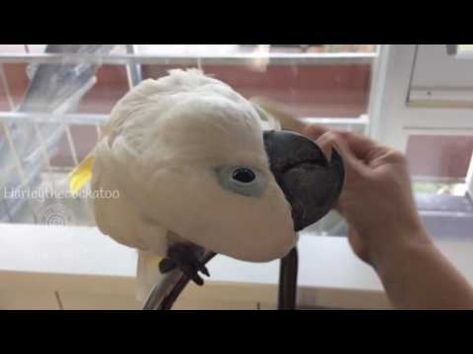 Cockatoo Enjoys Beauty Treatment With Brush