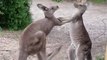 Orphaned Kangaroos Play Fight Over Food