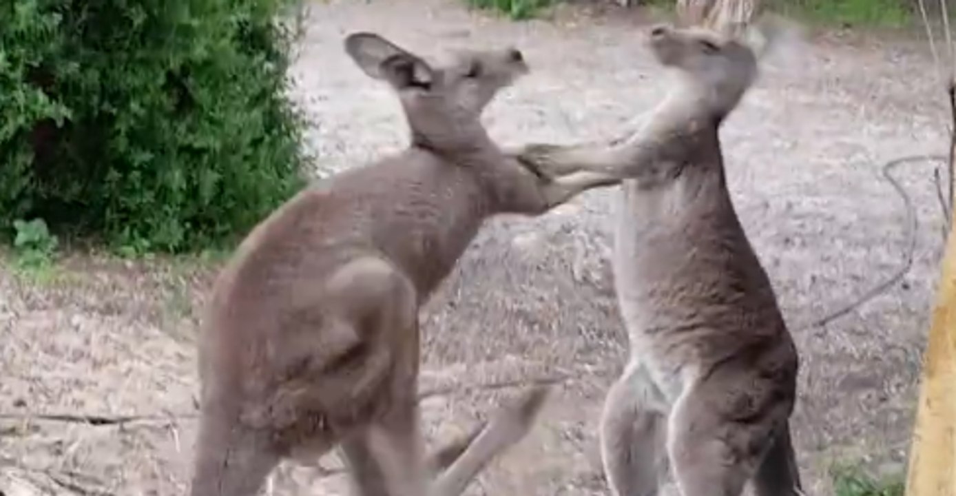 Orphaned Kangaroos Play Fight Over Food