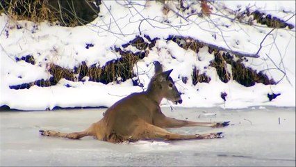 L'incroyable sauvetage d'un biche prise au piège sur la glace