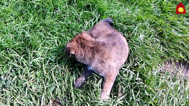 Знакомство с Жориком. Прикольный пёс