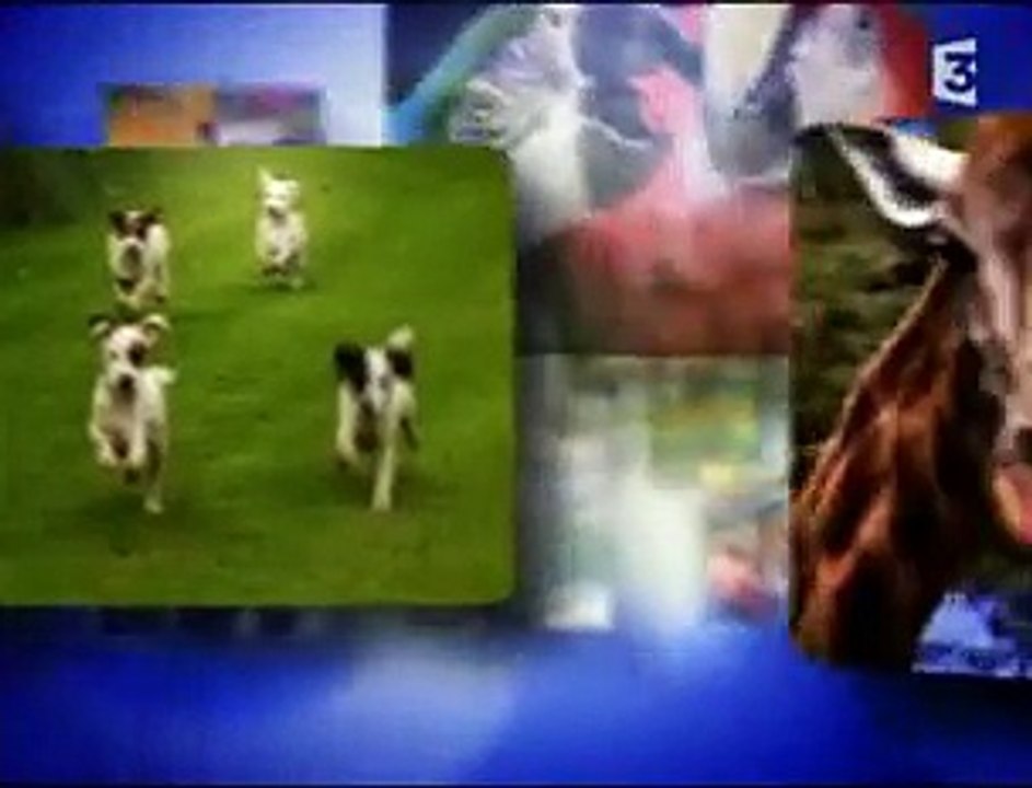 35 animaux trop mignons qui font des trucs assez stupides. Hilarant !