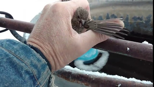 Finch Frozen to Fence Rescue