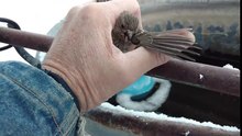 Finch Frozen to Fence Rescue