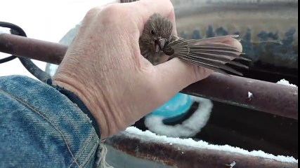 Finch Frozen to Fence Rescue