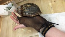 L'escargot le plus gros du monde est aussi grand que son poignet