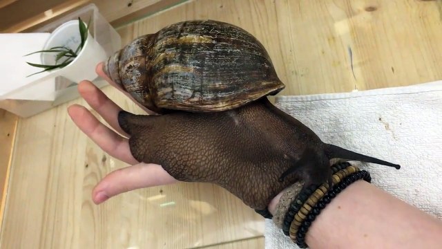 L'escargot le plus gros du monde est aussi grand que son poignet