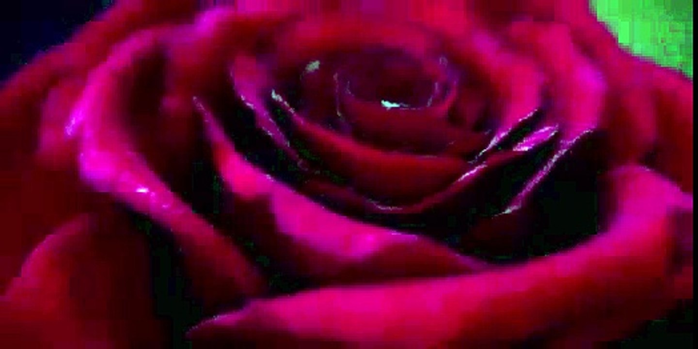 Beauty and the Beast - Open Clip 'Rose'-qJk1bhFF1lY