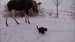 Wild moose calf attempts to befriend hesitant cats