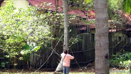 Hard-working monkey scales treetops for coconuts