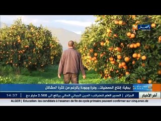 بجاية   رغم كثرة المشاكل..تسجيل ارتفاع في انتاج الحمضيات!!