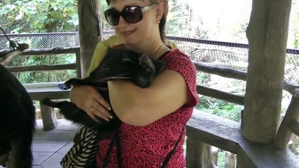 Кот медведь)