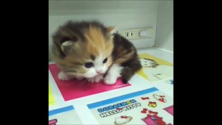 Funny Cats 2017 _Daily Cat Gifs_