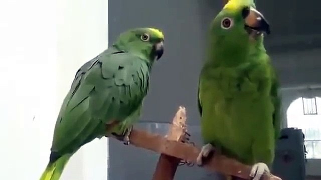 Дуэт пьяных попугаев