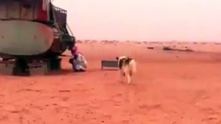 , funny dog clip try not to laugh,Entertainment