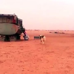 , funny dog clip try not to laugh,Entertainment