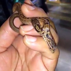 two headed snake
