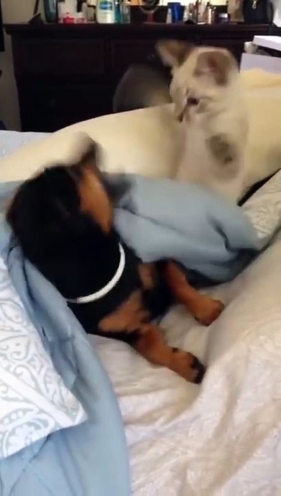 Ce chaton démoniaque empêche un chiot de faire dodo