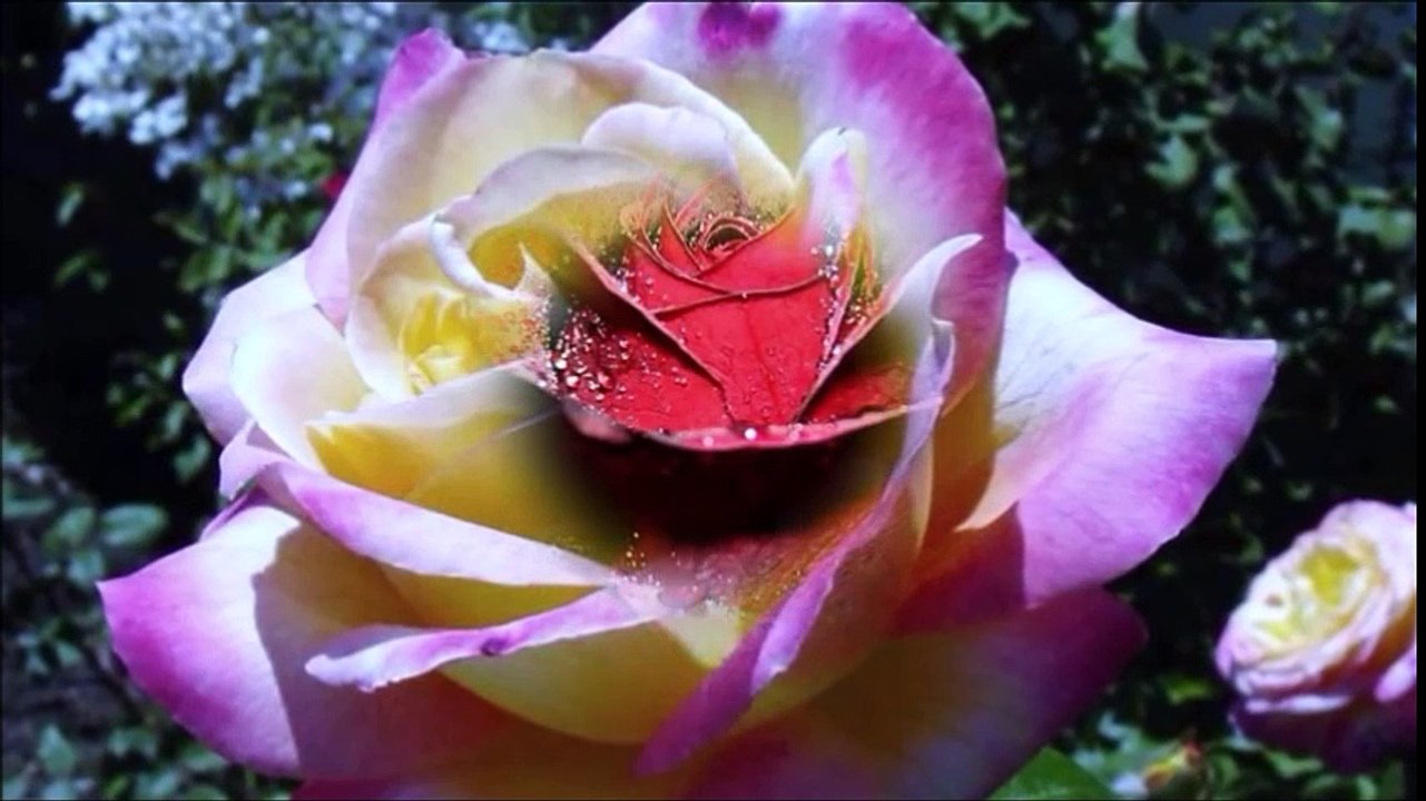 ° Mon amie la Rose °