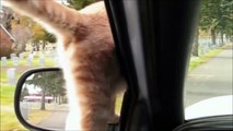 Balade d'un chat sur la voiture pendant qu'elle roule !