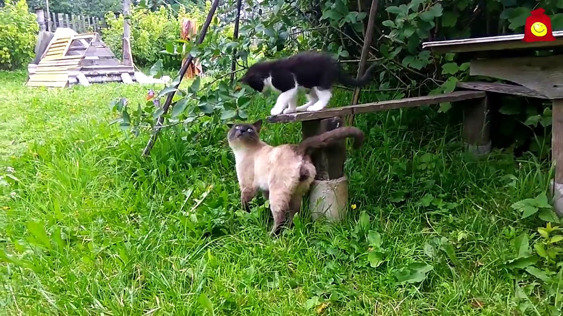 ⁣Неугомонный котёнок. Смешные коты 2016 (мои съёмки)