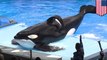 Hidup Tilikum sang Paus Orca yang menyedihkan di SeaWorld - Tomonews