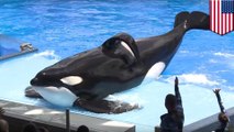Hidup Tilikum sang Paus Orca yang menyedihkan di SeaWorld - Tomonews