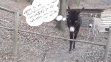 "Burro inteligente" vira sensação na Internet após demonstrar que de "burro" não tem nada...