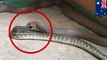 video langka ular coklat memangsa phyton di Australia - Tomonews