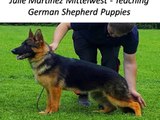 Julie Martinez Mittelwest - Teaching German Shepherd Puppies (1)