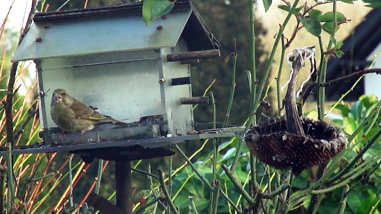 Le Verdier occupe le terrain! 2017.01.11