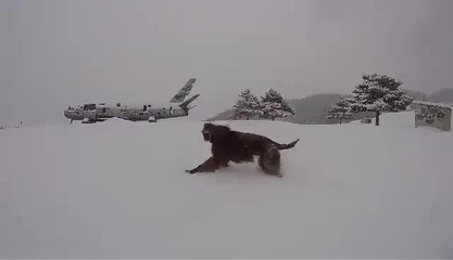Dog completely loses his mind following epic snowfall
